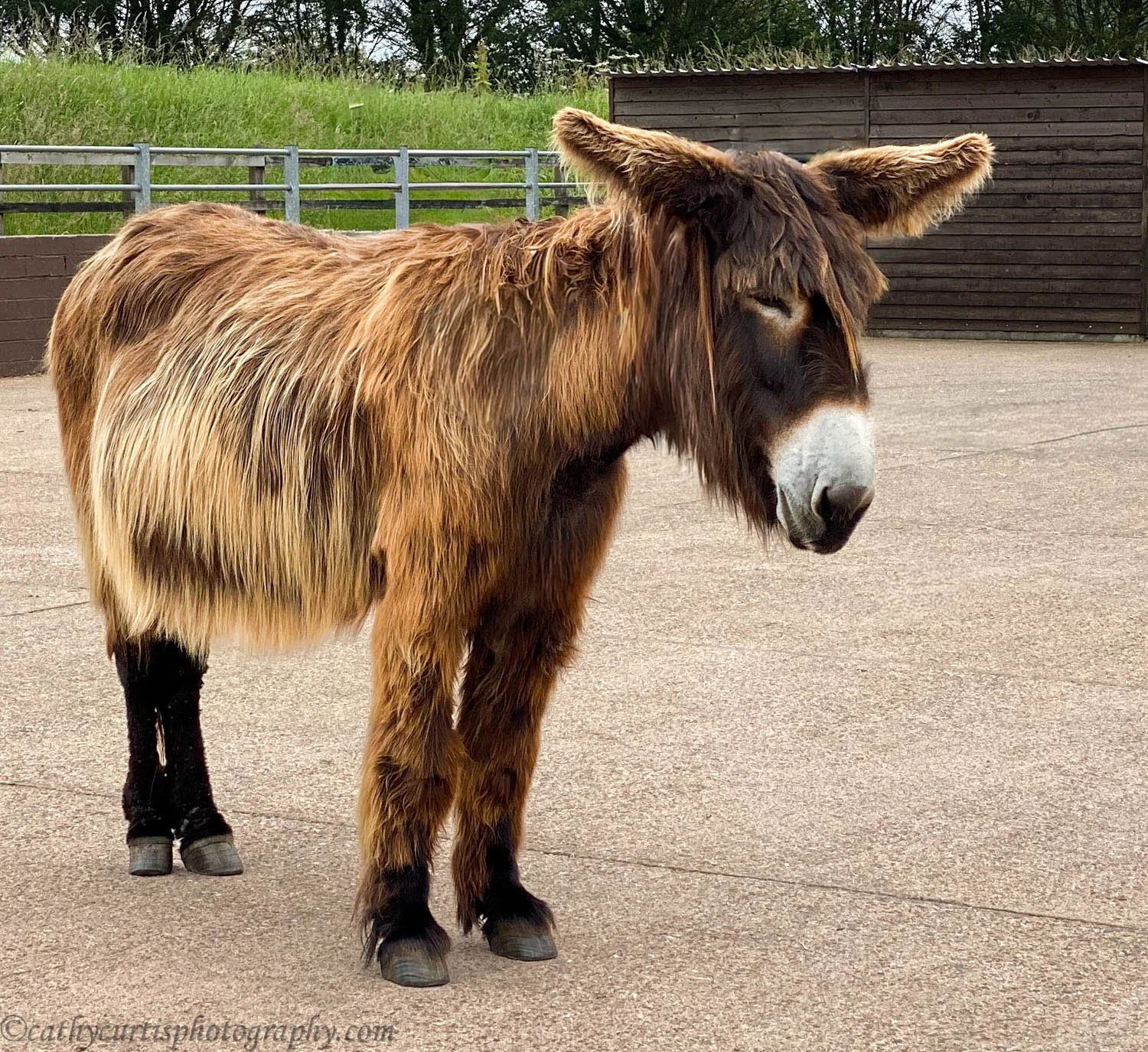 Poiteau Alone resized.jpg