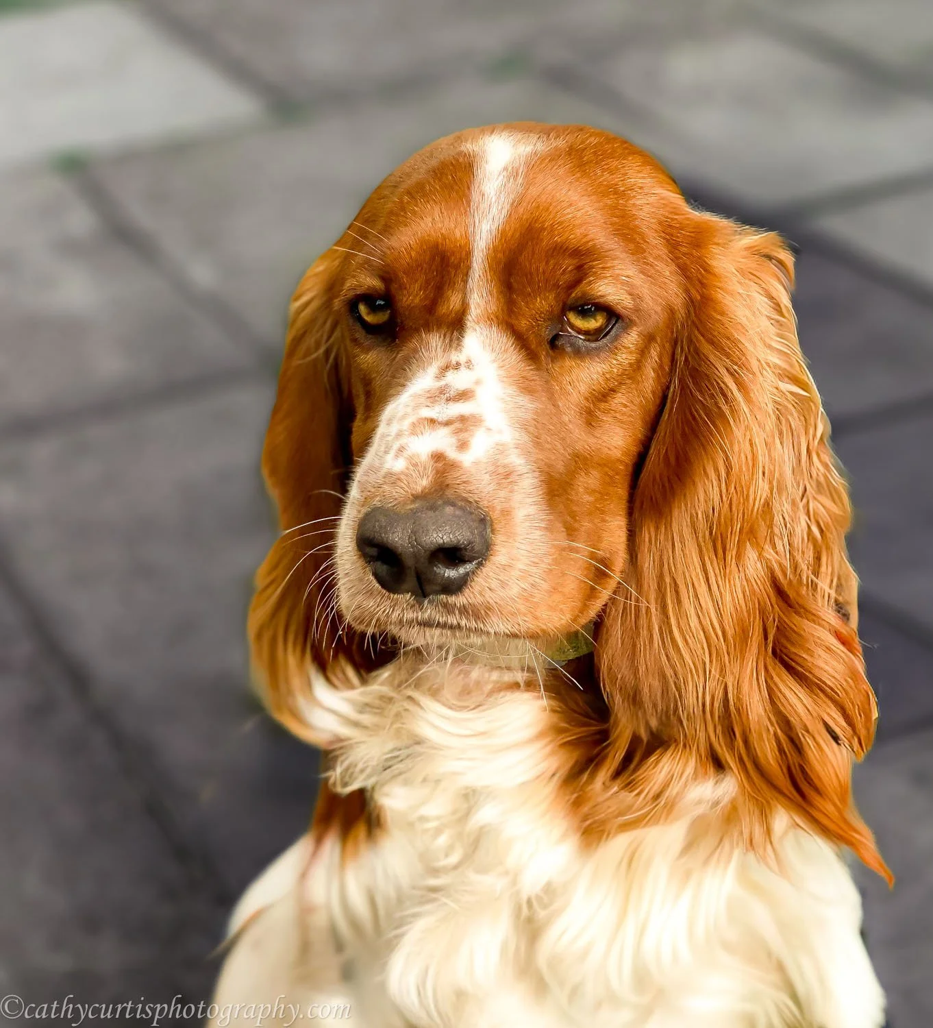 Cocker Spaniel Red.jpg