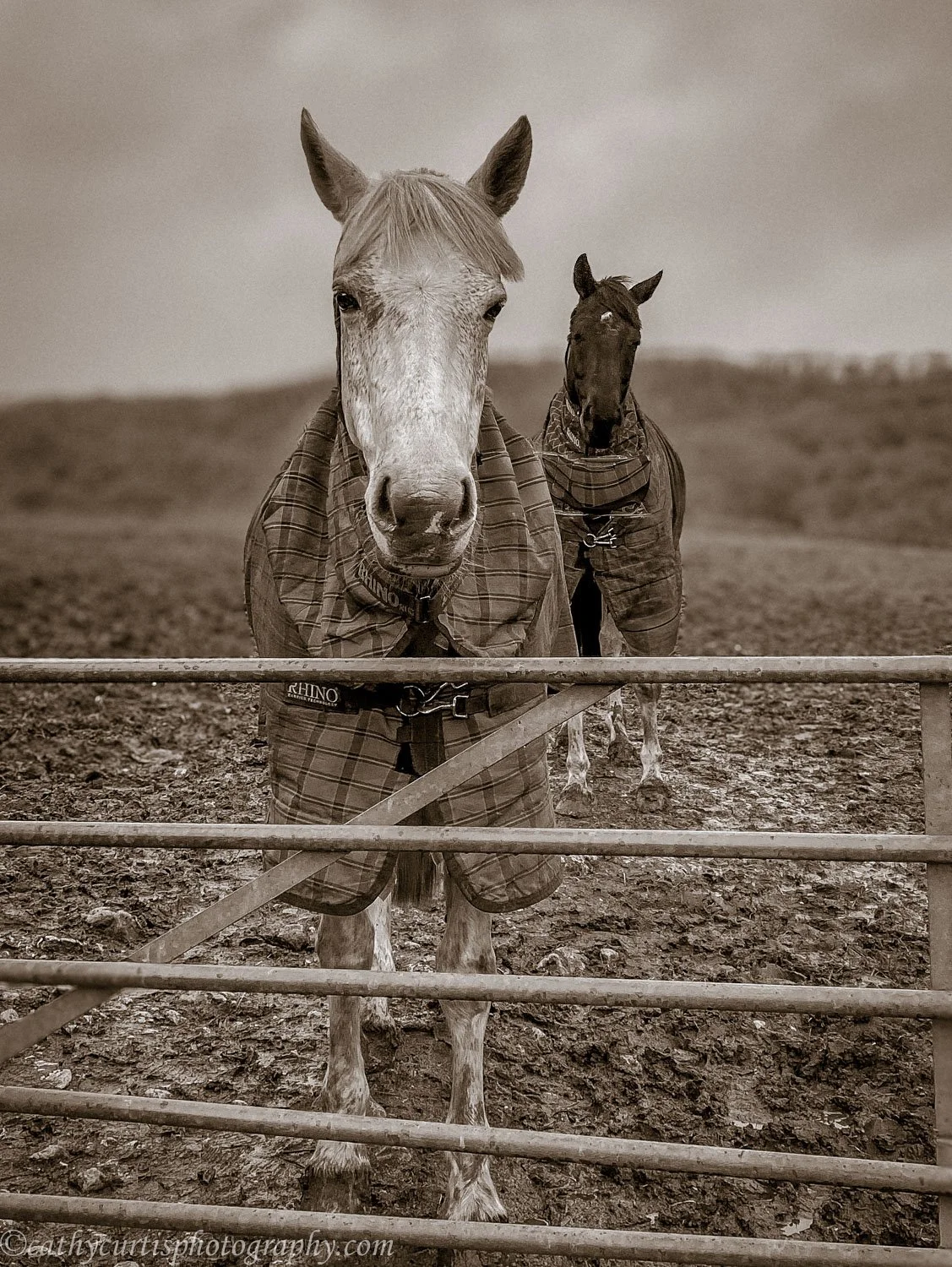 2 horses BW.jpg