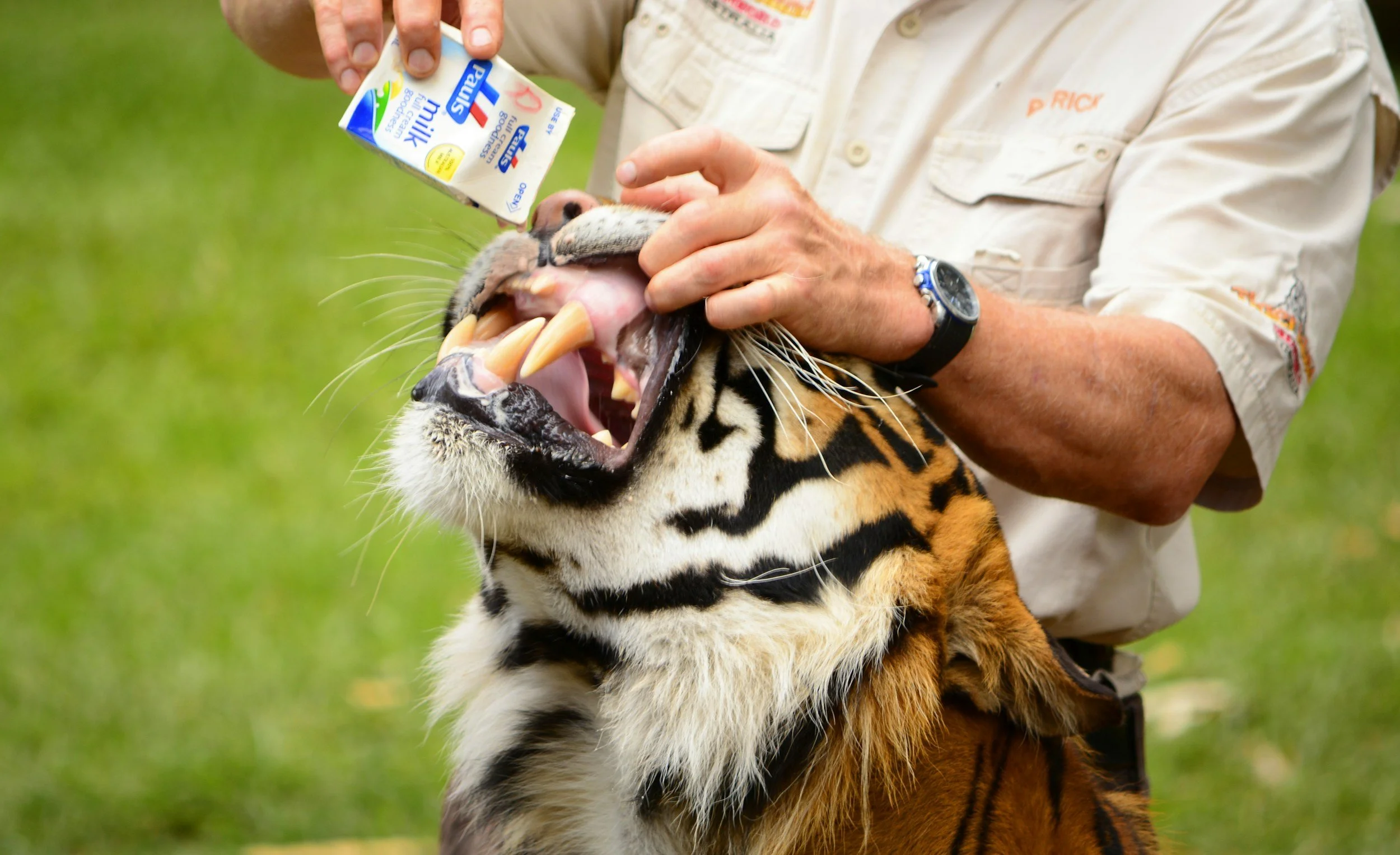 Therapy Goes Wild: “Fear Management, Now with Actual Tigers”