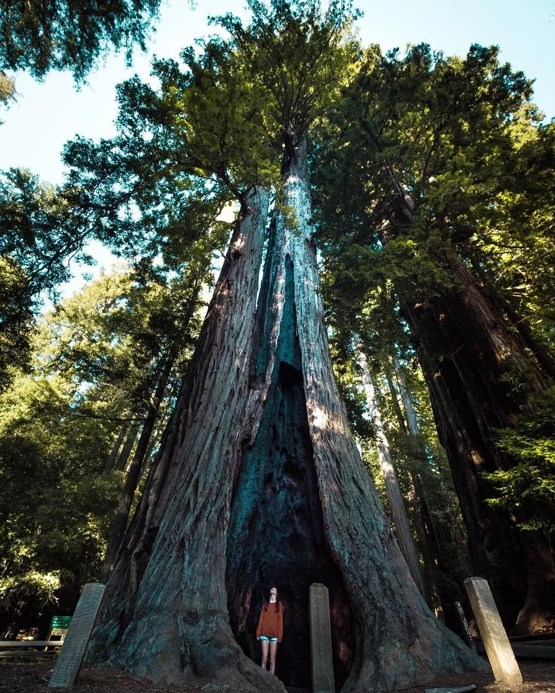 A person standing at the base of a large, ancient redwood tree with a hollowed-out section at its trunk in a dense forest.