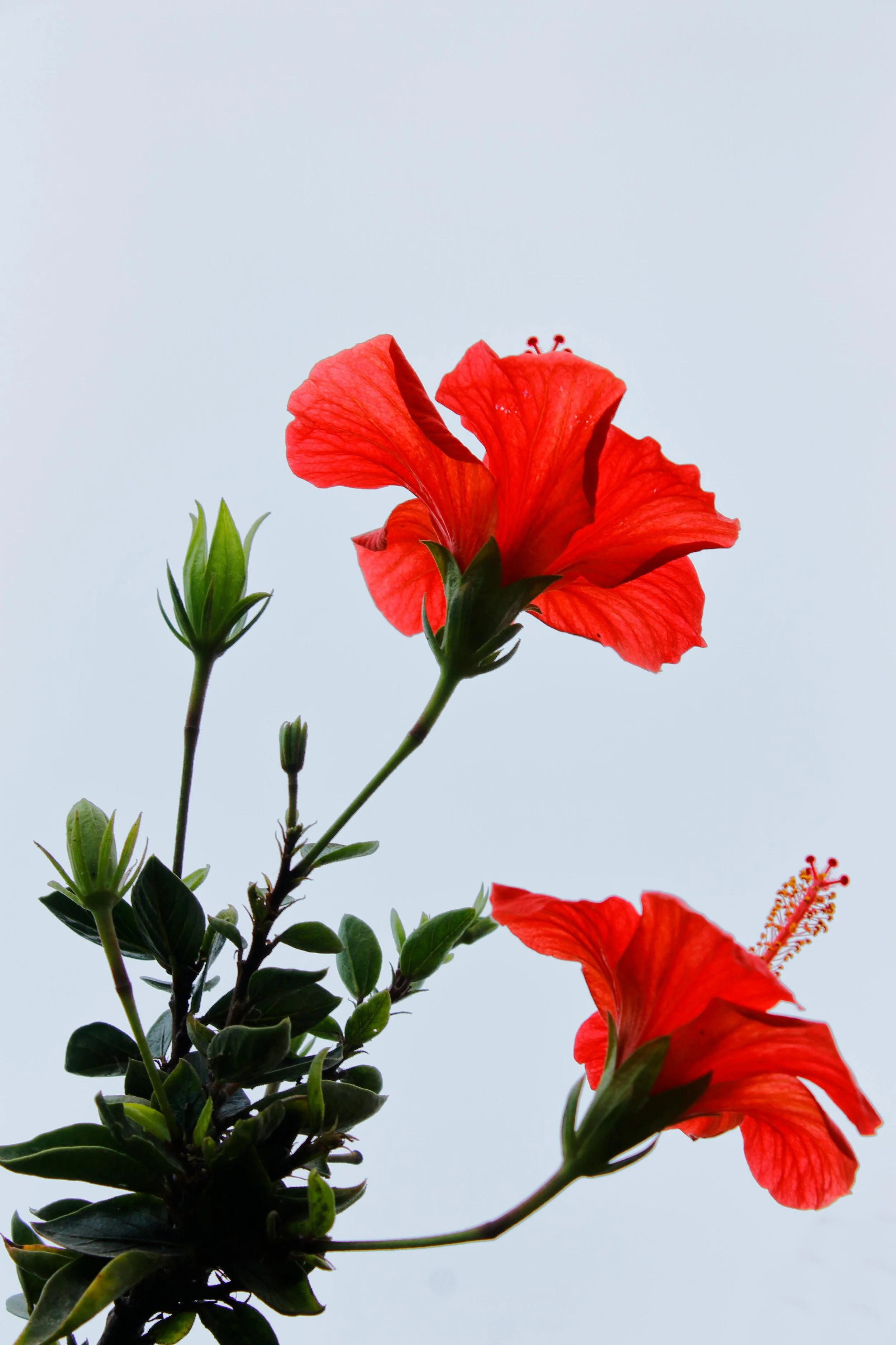 Hibiscus + Rose Apple Cider Vinegar.jpg