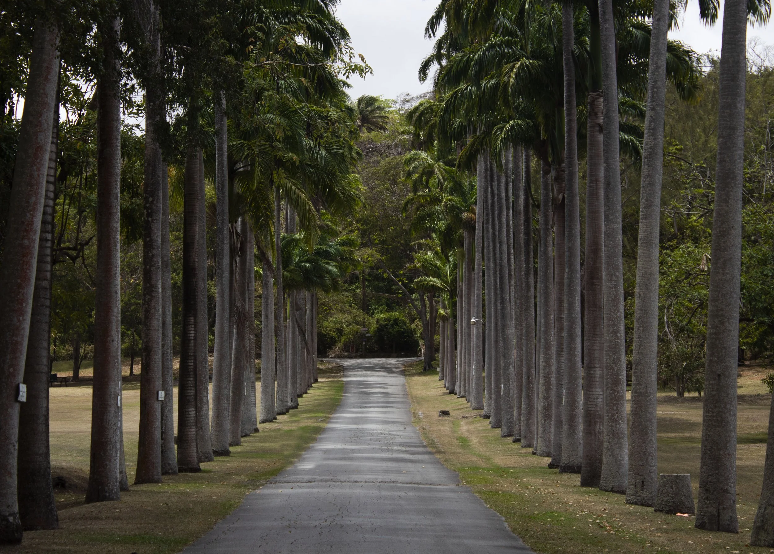 Road to Codrington.jpg