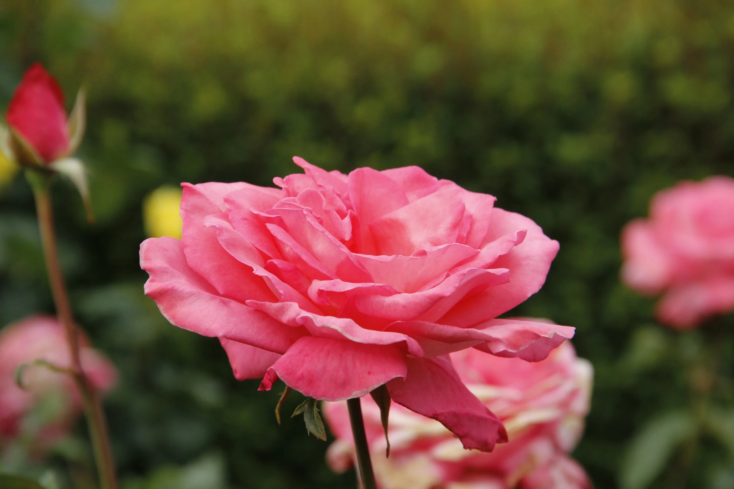 medicaid therapy behavioral health counseling santa fe new mexico insurance presbyterian bcbs blue cross blue shield united healthcare