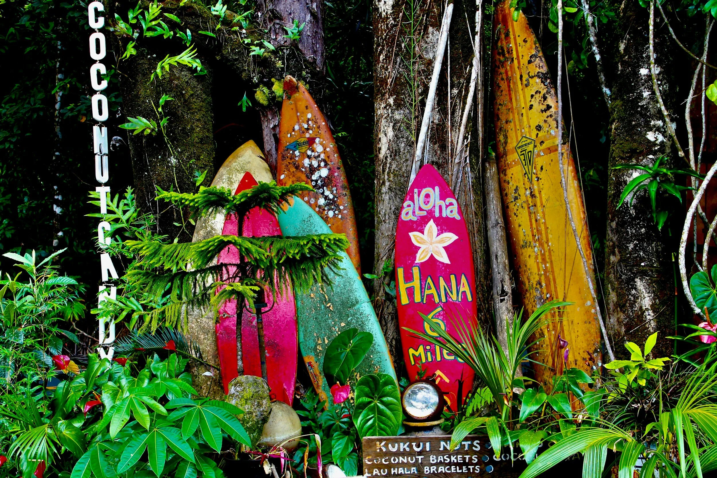 Colorful surfboards leaning against a tree among tropical plants with a sign that reads sea shells and shell jewelry, surrounded by lush green foliage.