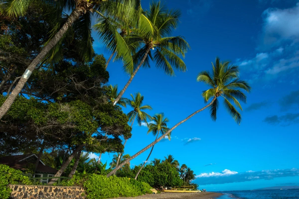 Tropical beach scene with tall palm trees leaning towards the ocean, green foliage, and a clear blue sky with a few clouds.
