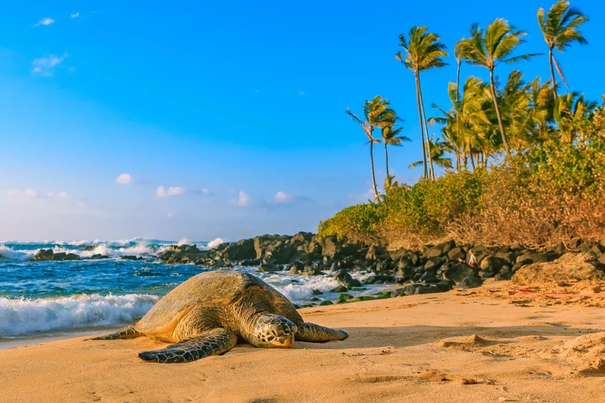 A sea turtle resting on a sandy beach with rocks, palm trees, and blue sky with clouds.