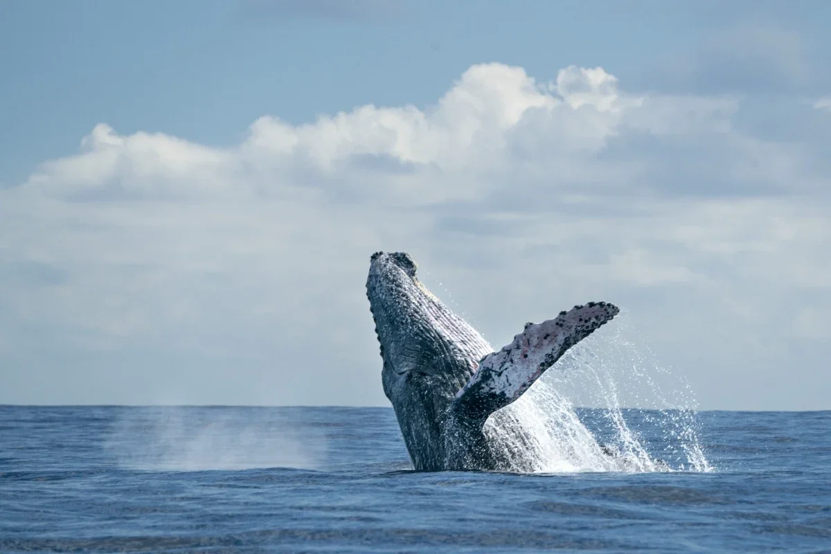 A whale breaching the ocean surface with water splashing around it under a blue sky with clouds.