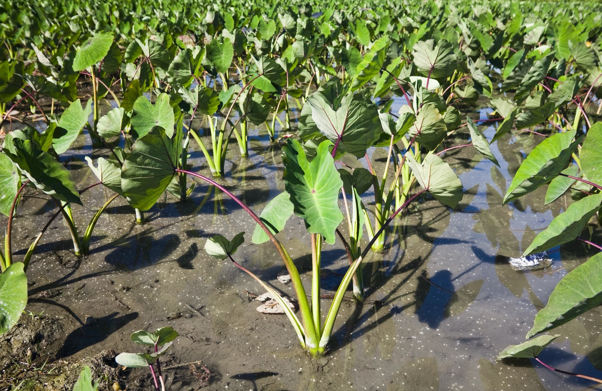 Green leafy plants growing in muddy water