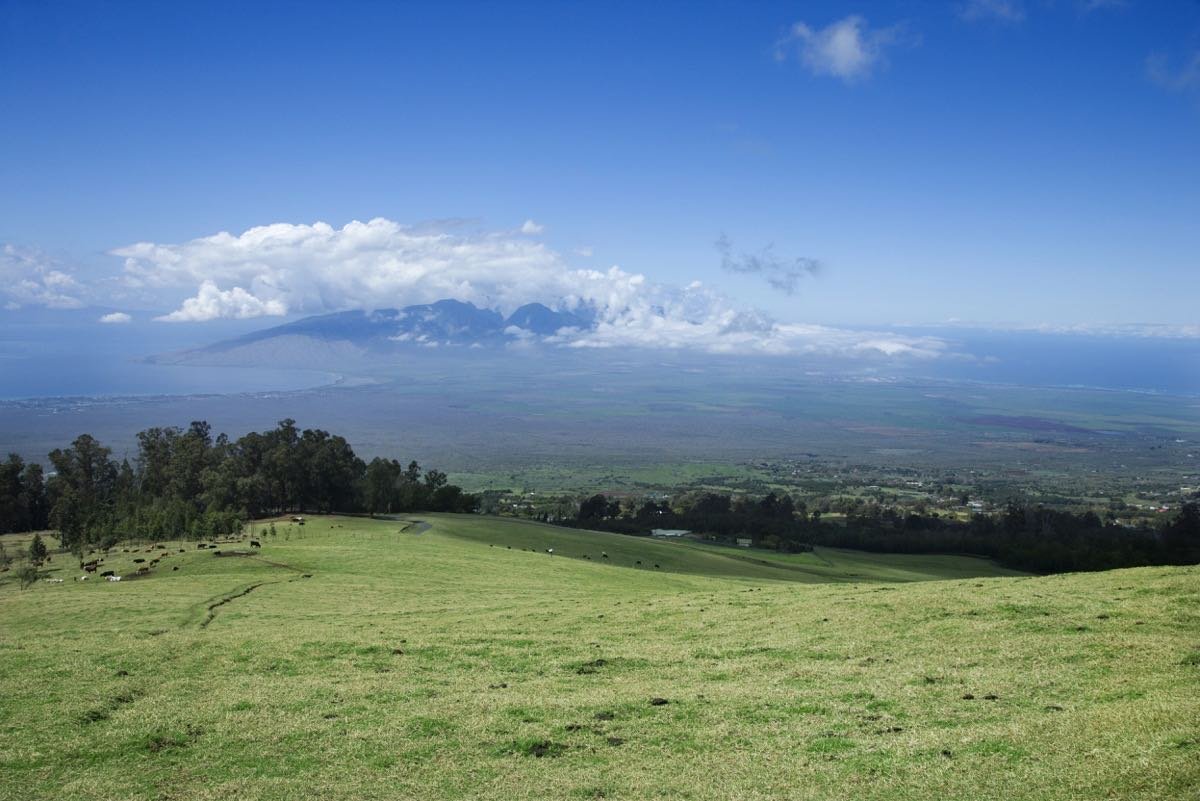 Green rolling field with scattered cows, trees, and a distant mountain surrounded by clouds under a blue sky.