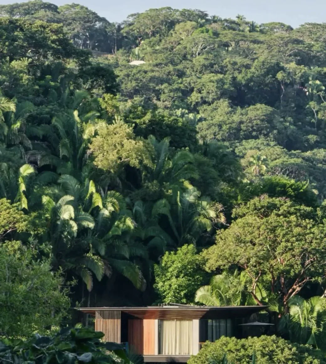 A modern house with a flat roof and large windows sits amidst lush green tropical trees and dense forest on a hillside.