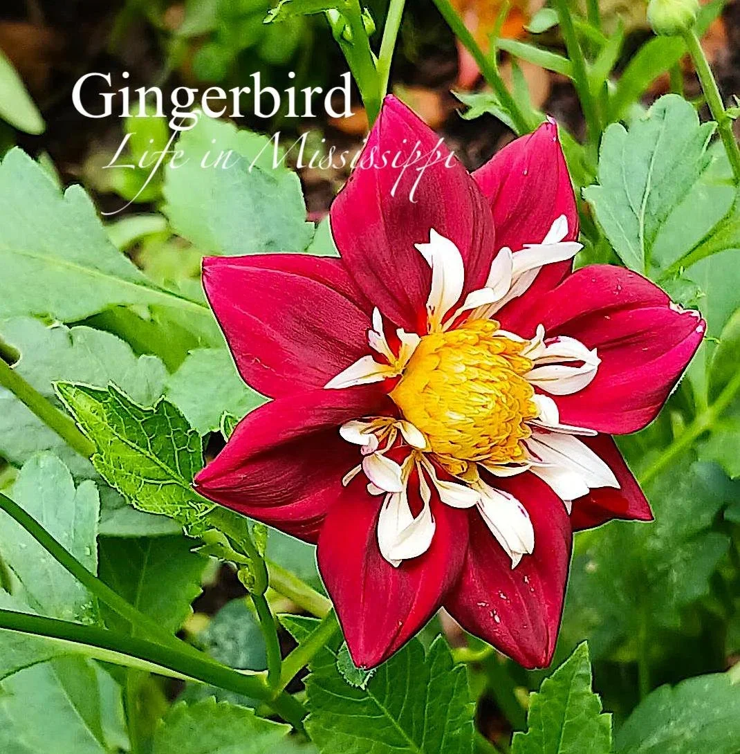 Those Lazy, Hazy, Crazy Days of Summer&nbsp;