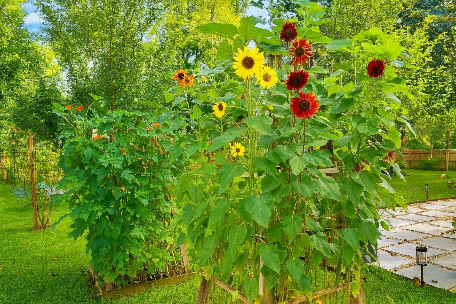 Sunflower garden 