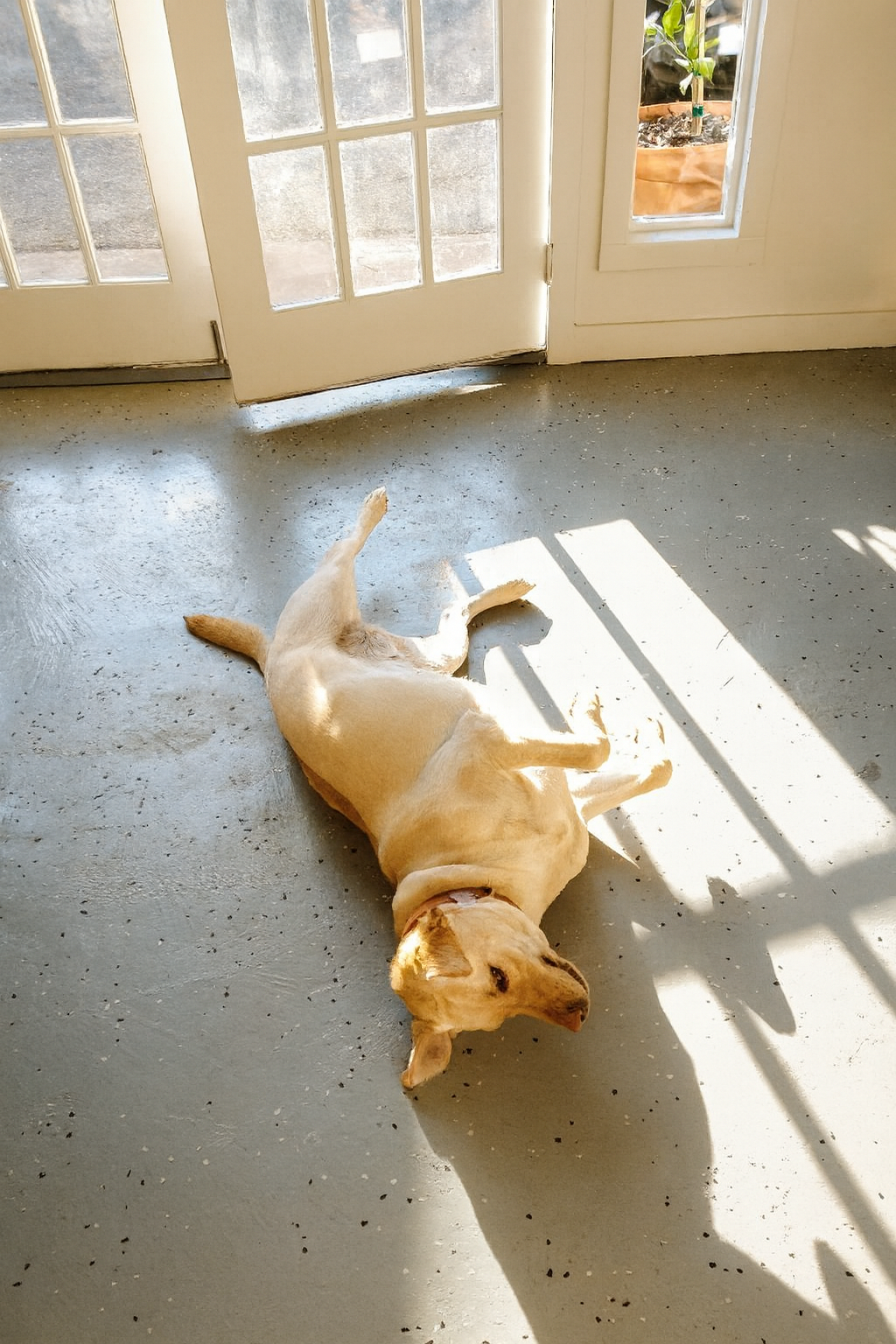 Yellow Labrador retriever lying on its back on a concrete floor, with sunlight shining through glass-paned doors and a window, revealing a planter with a small plant outside.