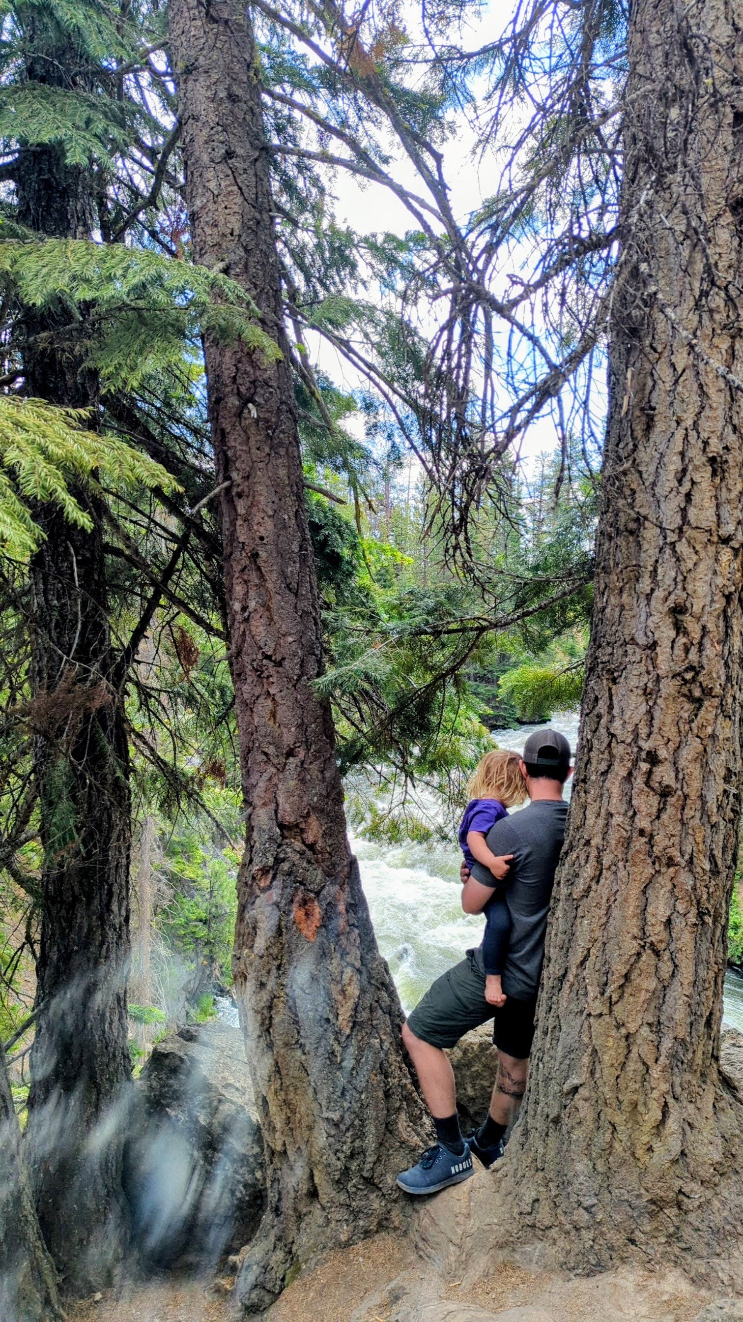 A man holding a young girl in a purple shirt and black pants, standing between two large pine trees near a river in a forest.