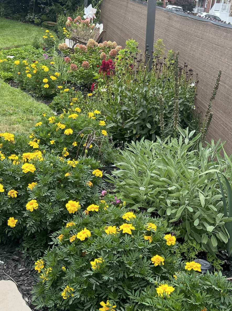 What Is Chaos Gardening? A Lesson in Letting Go and Growing