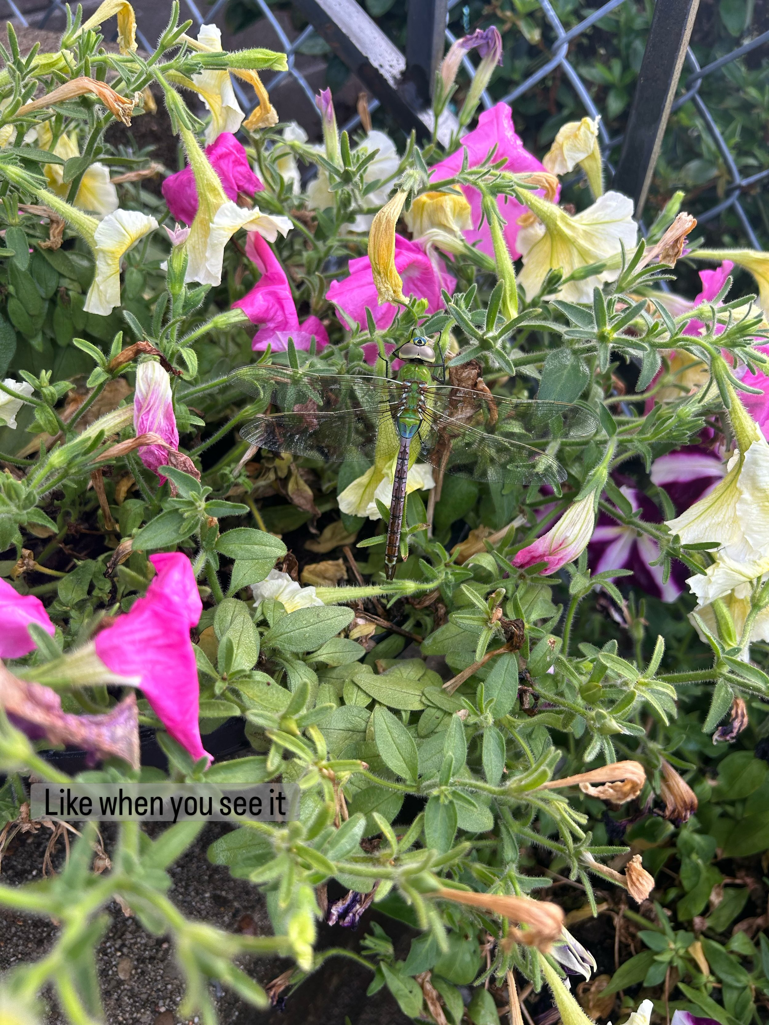 Not all transformation you&rsquo;re looking for is easy to see

#healingjourney #transformation #dragonfly #symbolic #flowers