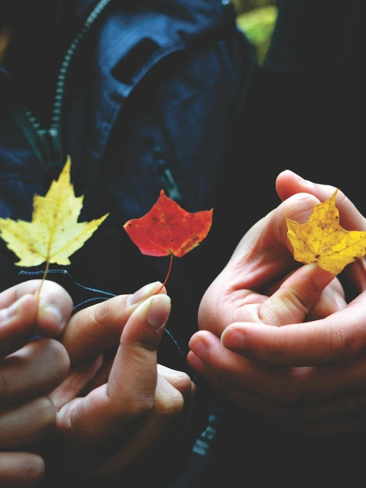 Two hands holding three colorful autumn leaves - a yellow maple leaf, a red leaf, and a yellowish leaf.