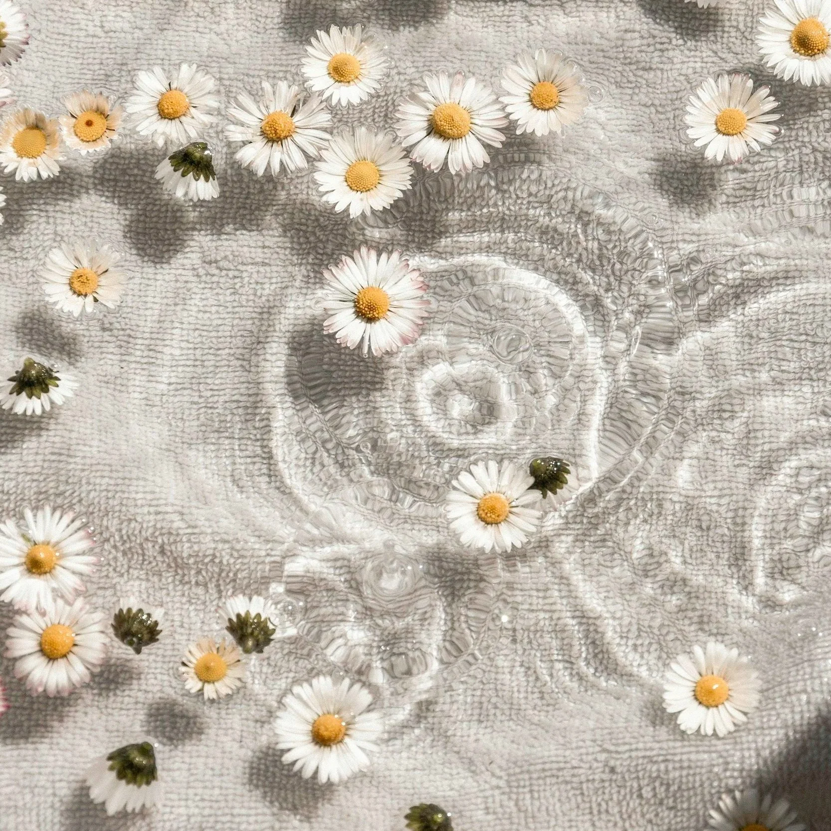 White daisies with yellow centers floating in a glass bowl filled with water on a textured white towel.
