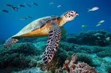 A sea turtle swimming underwater with coral and smaller fish in the background.