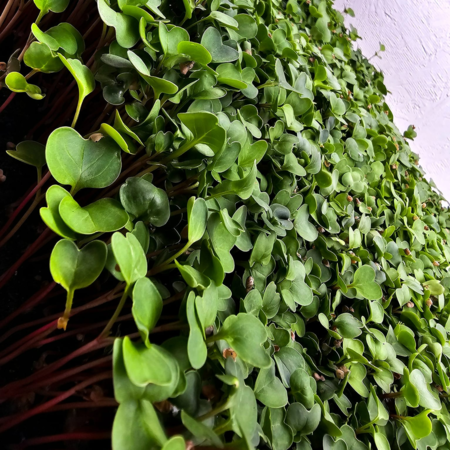Gaia Microgreens - Radish - 2oz.