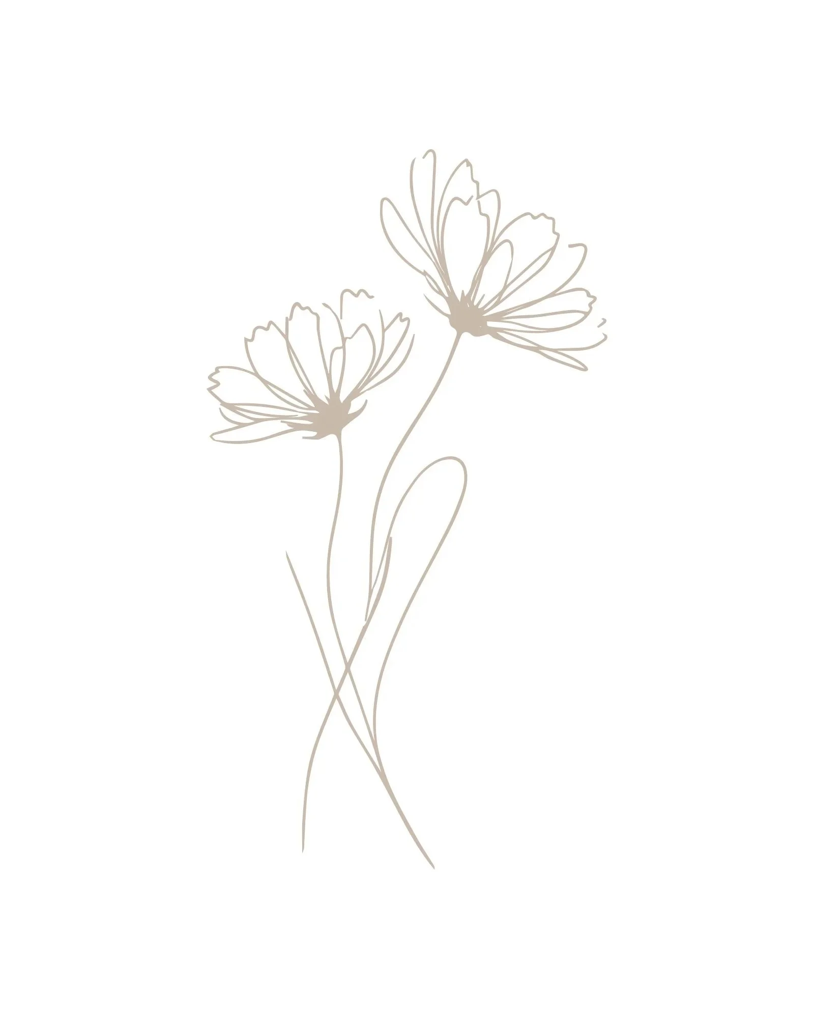 Line drawing of two flowers with long, slender stems and delicate petals against a white background.