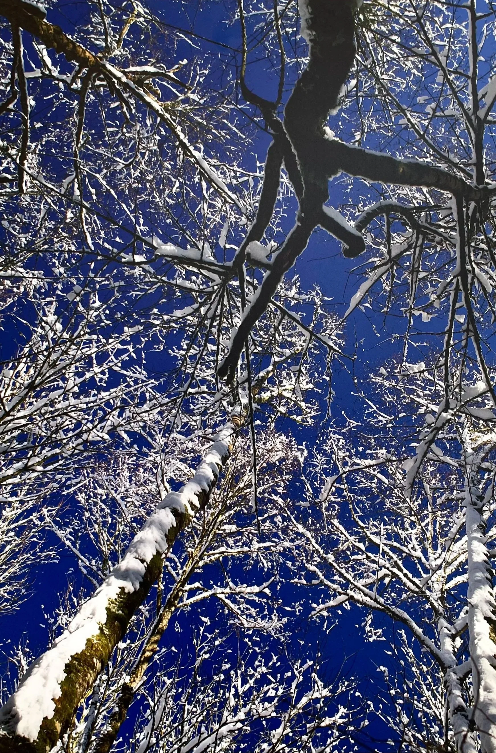 Blue Sky Snowy Treetops by Chris Bidleman