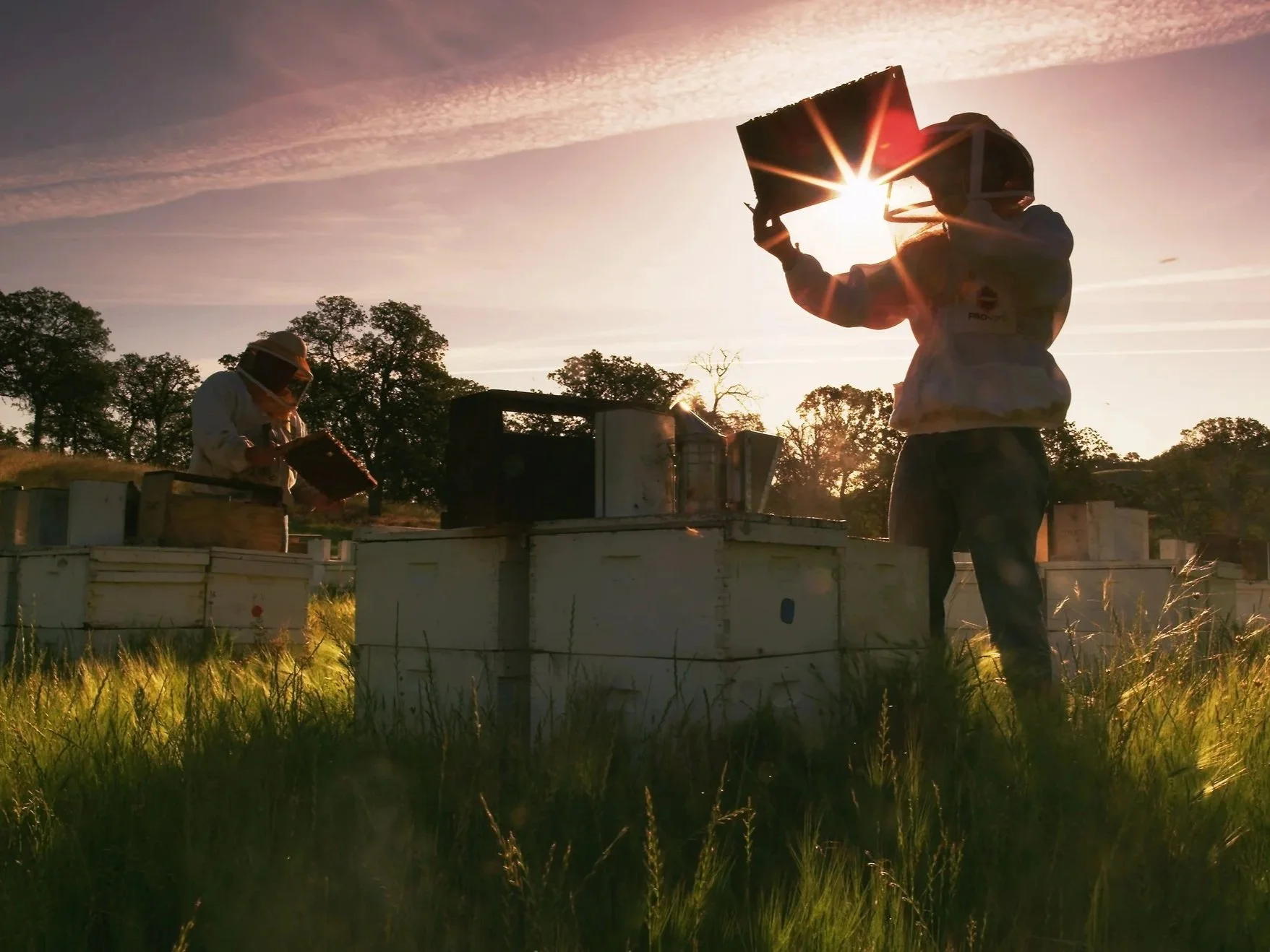 OHB_beekeeper_sunshine.jpg