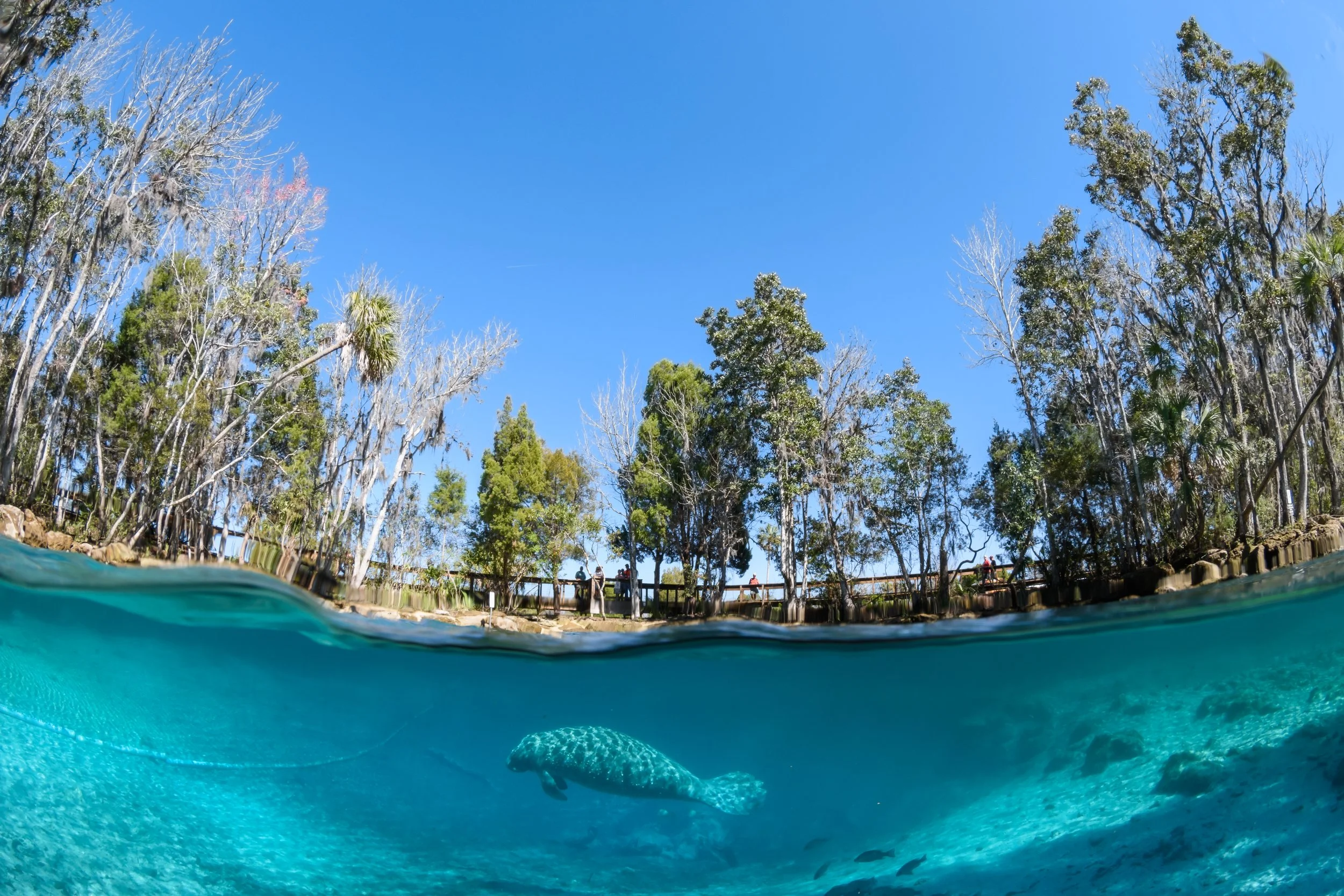 Manatees_DiscCR_Grant_11Feb17shoot-1893_15.jpg