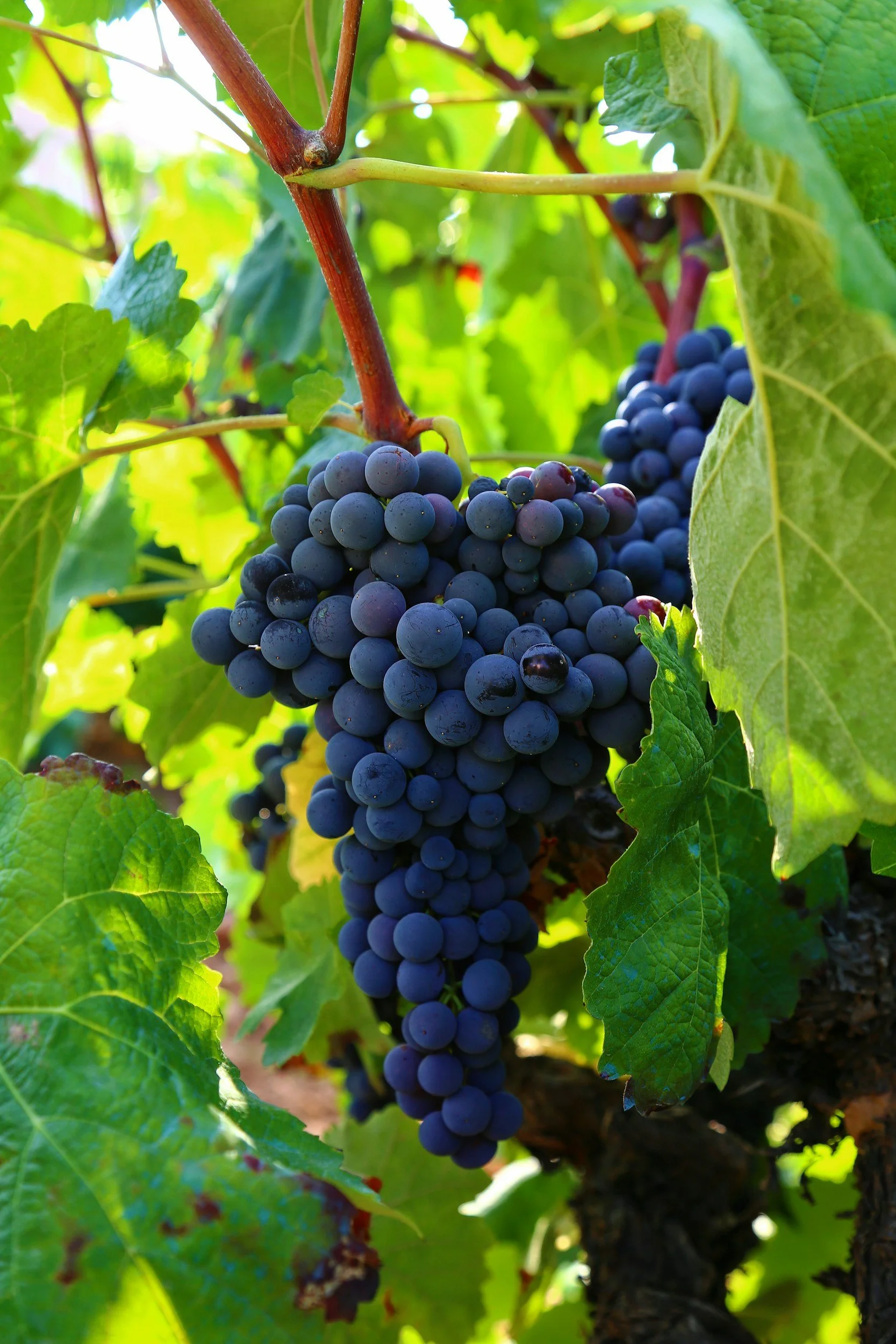 Close-up of a cluster of ripe dark purple grapes hanging from a vine surrounded by green leaves.