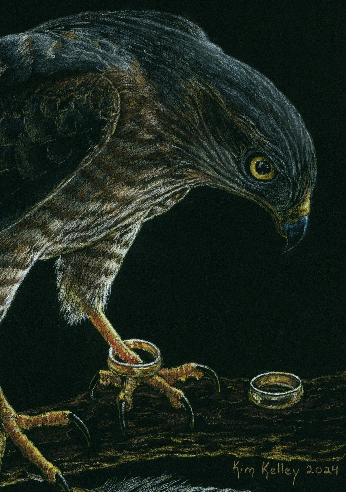 “Close-up of a hawk’s downward gaze and talon clutching a gold ring, rendered in colored pencil on black paper..