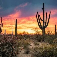 Deserto com cactos sob um pôr do sol colorido no céu