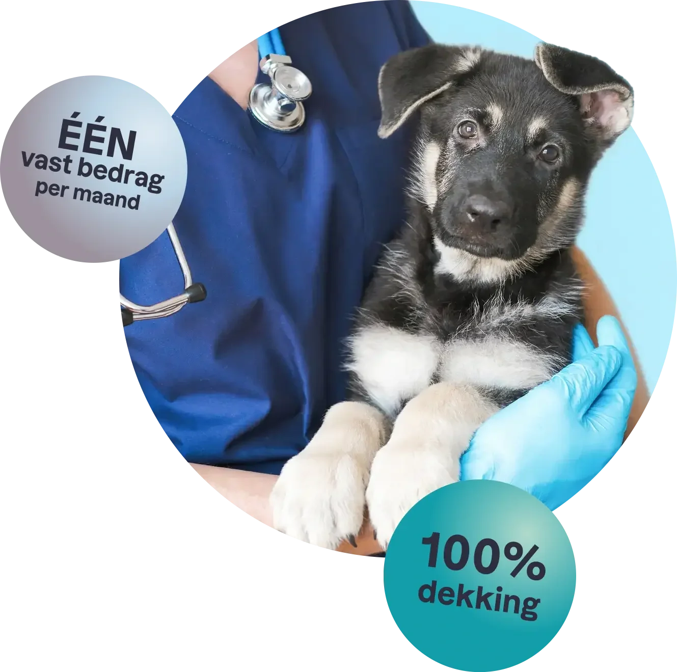 Marengo Perfect Pet Care