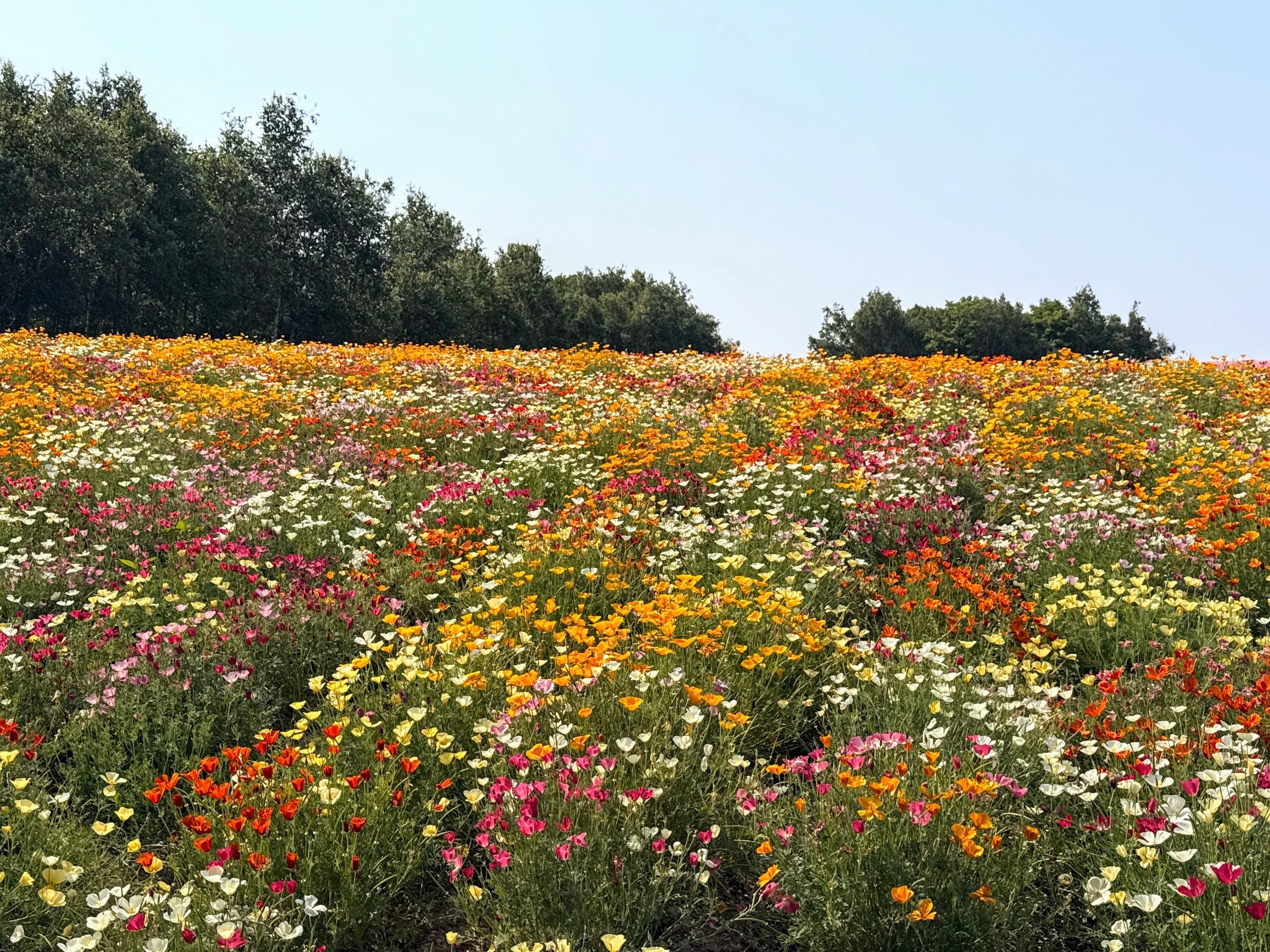 A field of colorful wildflowers under a clear blue sky with trees in the background.