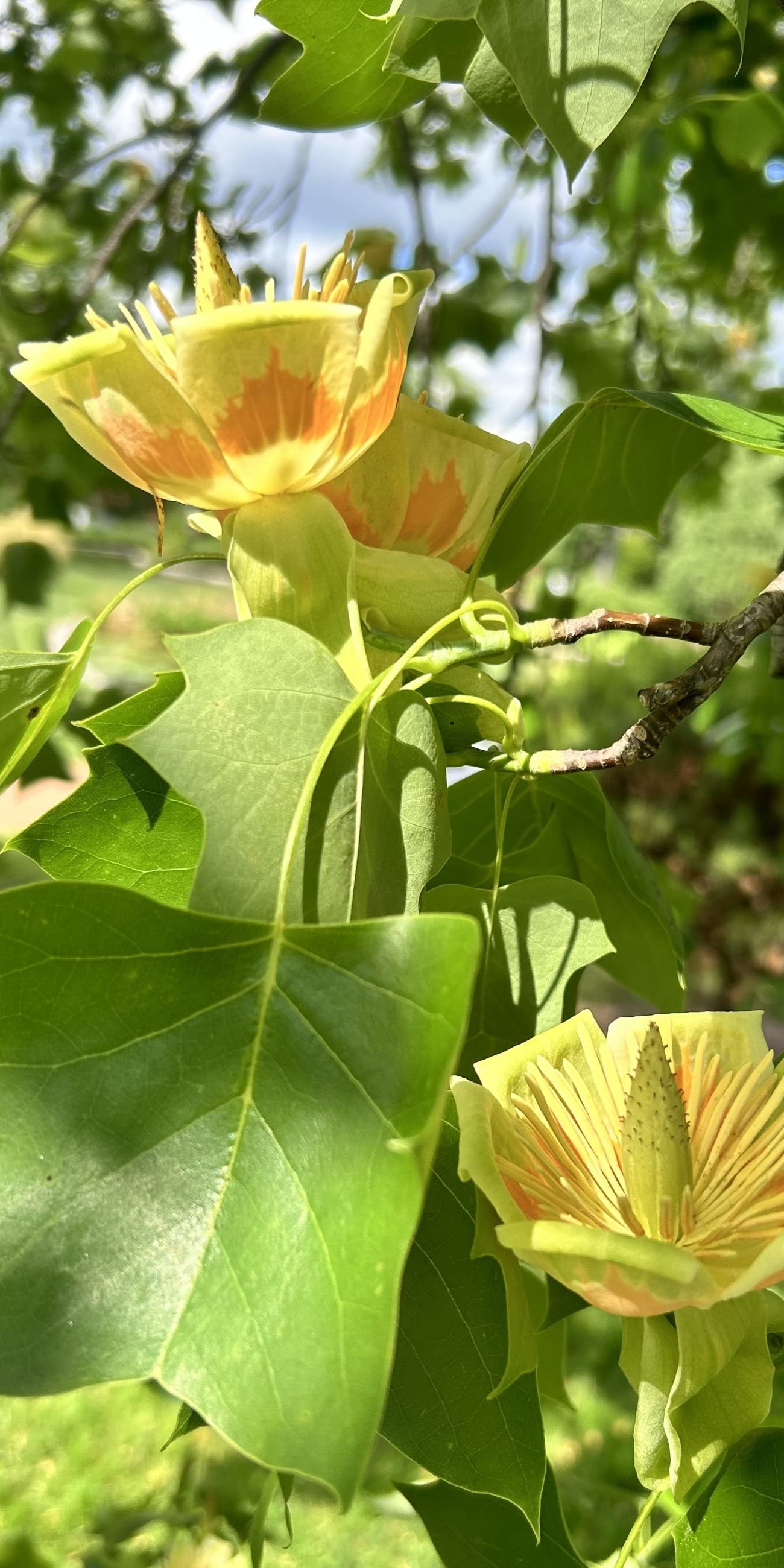 Beautiful yellow and orange tulip tree flowers among verdant leaves and blue sky.