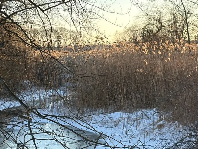 Phase 1 Wigwam Pond Plan Underway: Goodbye Invasives!