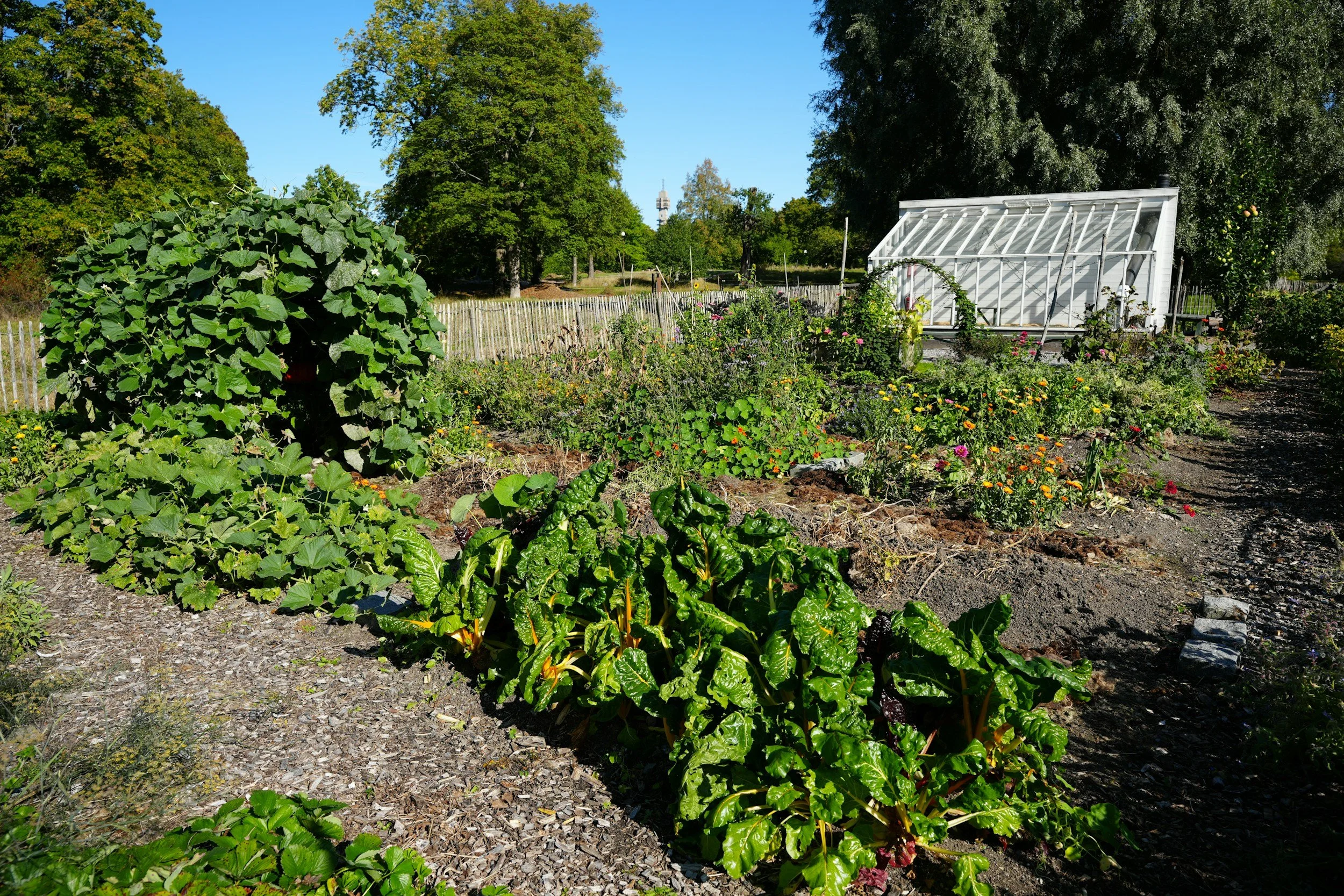 Preschool vegetable garden Oceanside, St. Mary's
