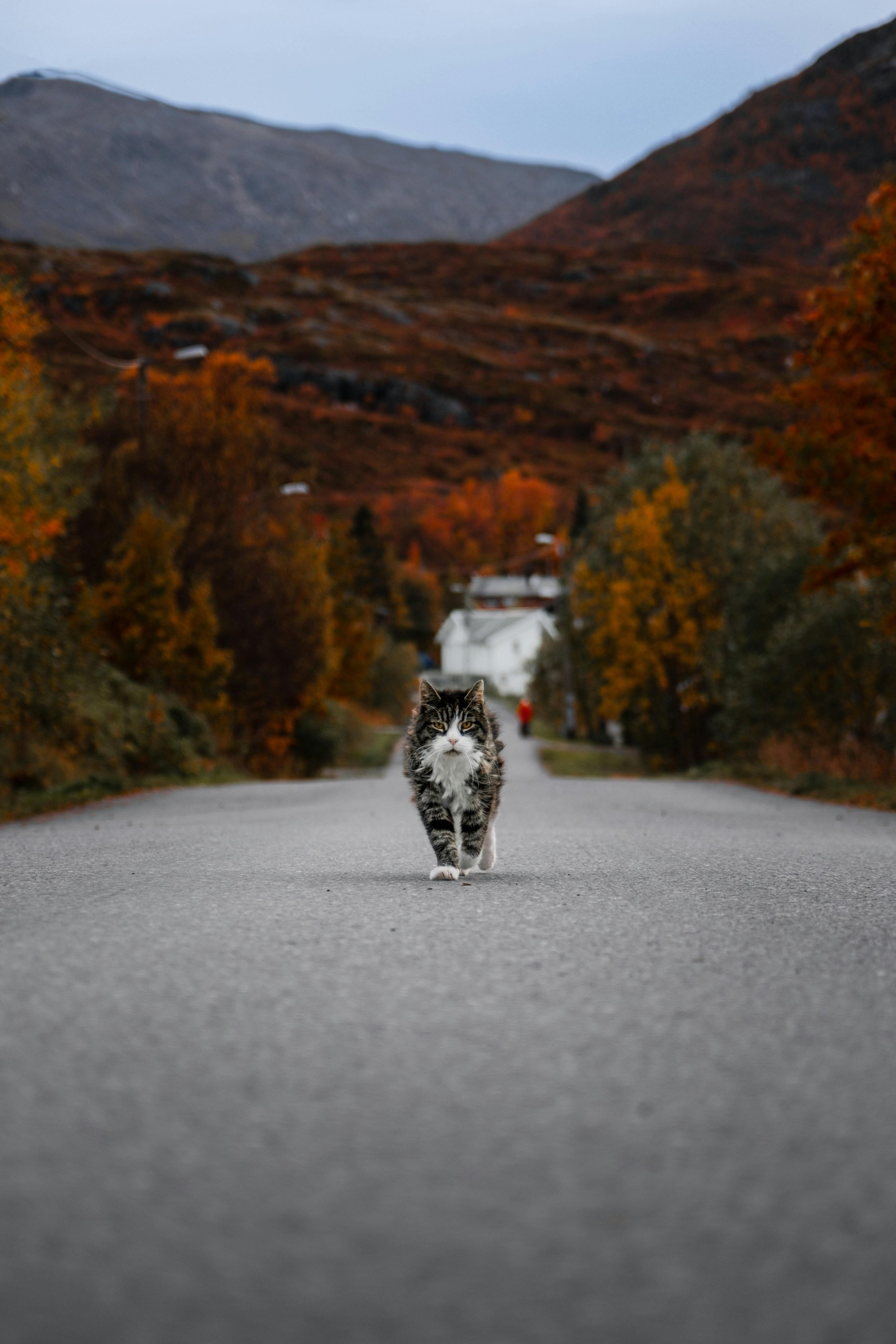 A cat walking down the middle of a paved road in a rural area with autumn foliage, mountains in the background, and a person in red further down the road.