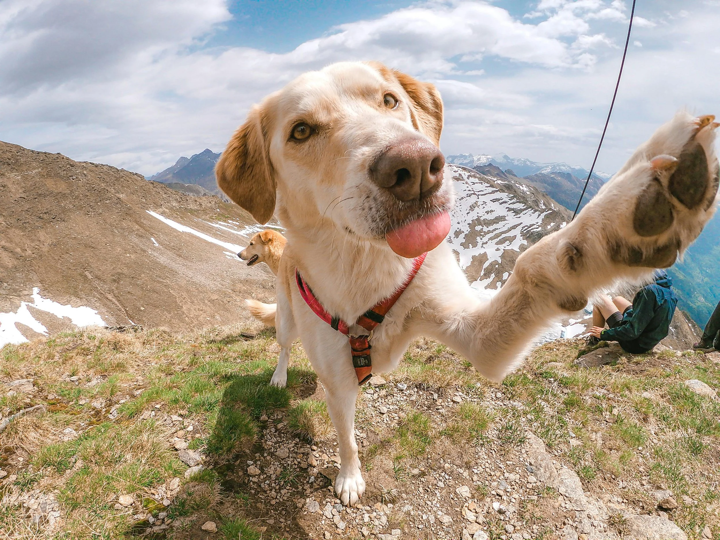 A close-up of a playful dog reaching towards the camera with paws, in a mountainous outdoor setting with snow patches and two other dogs in the background.