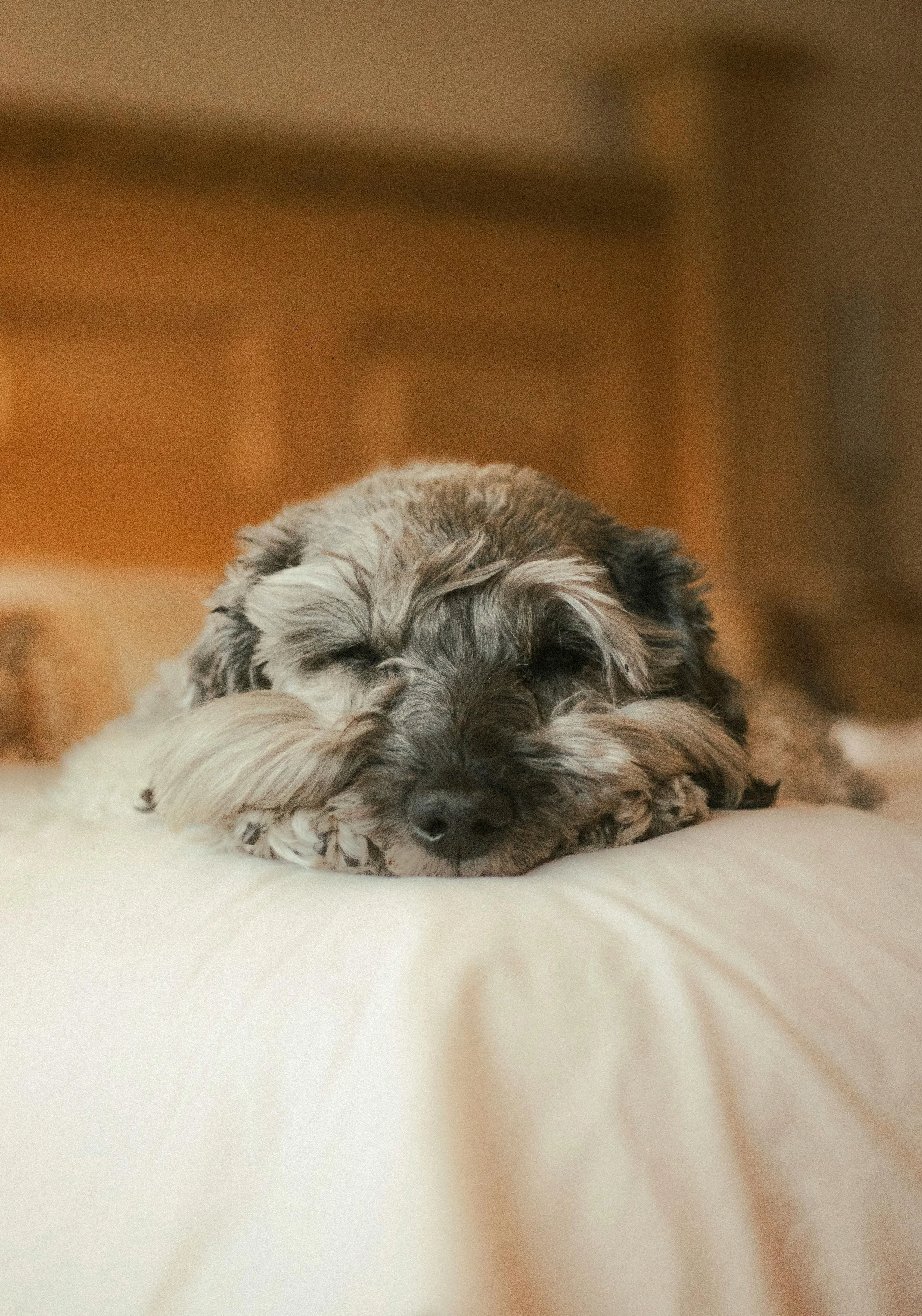 A cute, gray and white, fluffy dog is sleeping peacefully on a beige blanket.