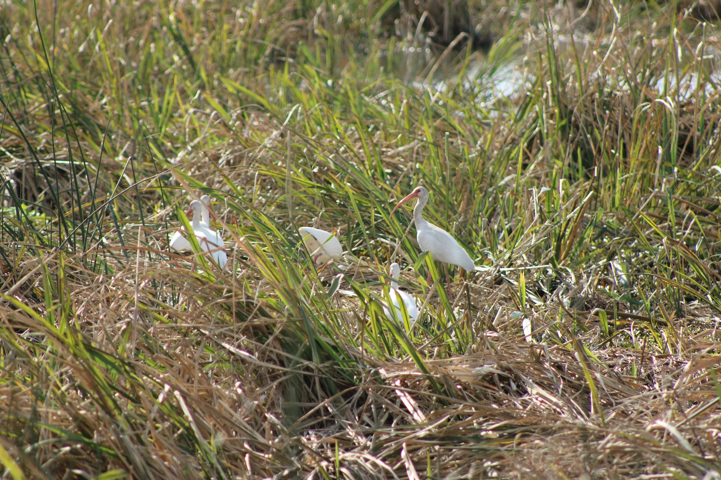 A group of white ibises standing among tall grass and reeds near a water body in a wetland area.