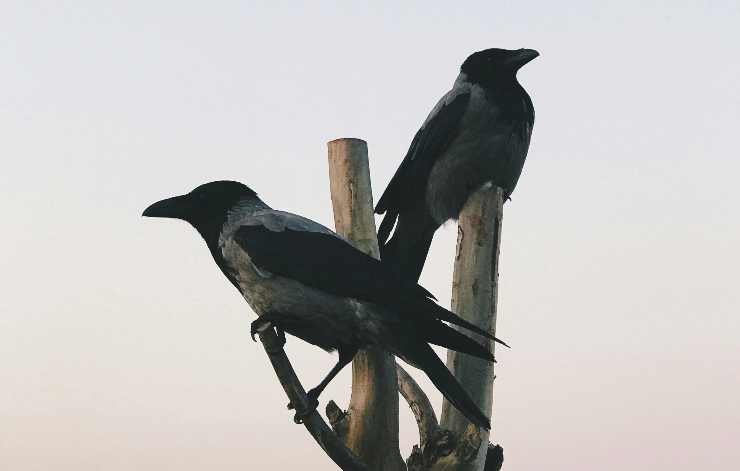 Two black and gray birds perched on a wooden branch against a plain background.