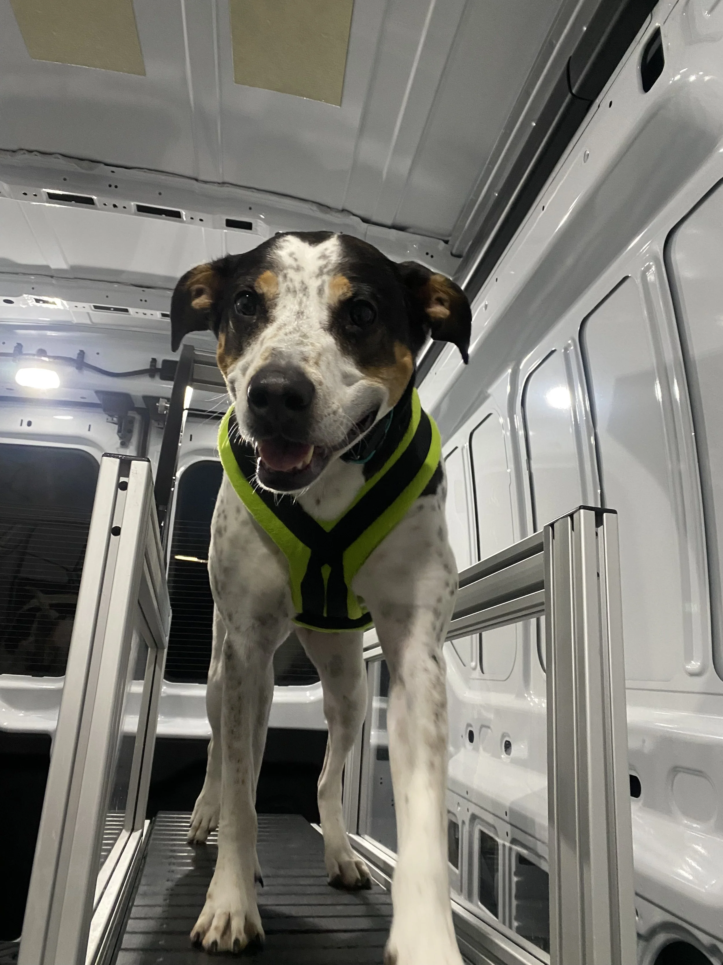 A black and white dog with brown patches wearing a neon green harness inside a white van, standing on a metal platform, looking at the camera with an open mouth and a happy expression.