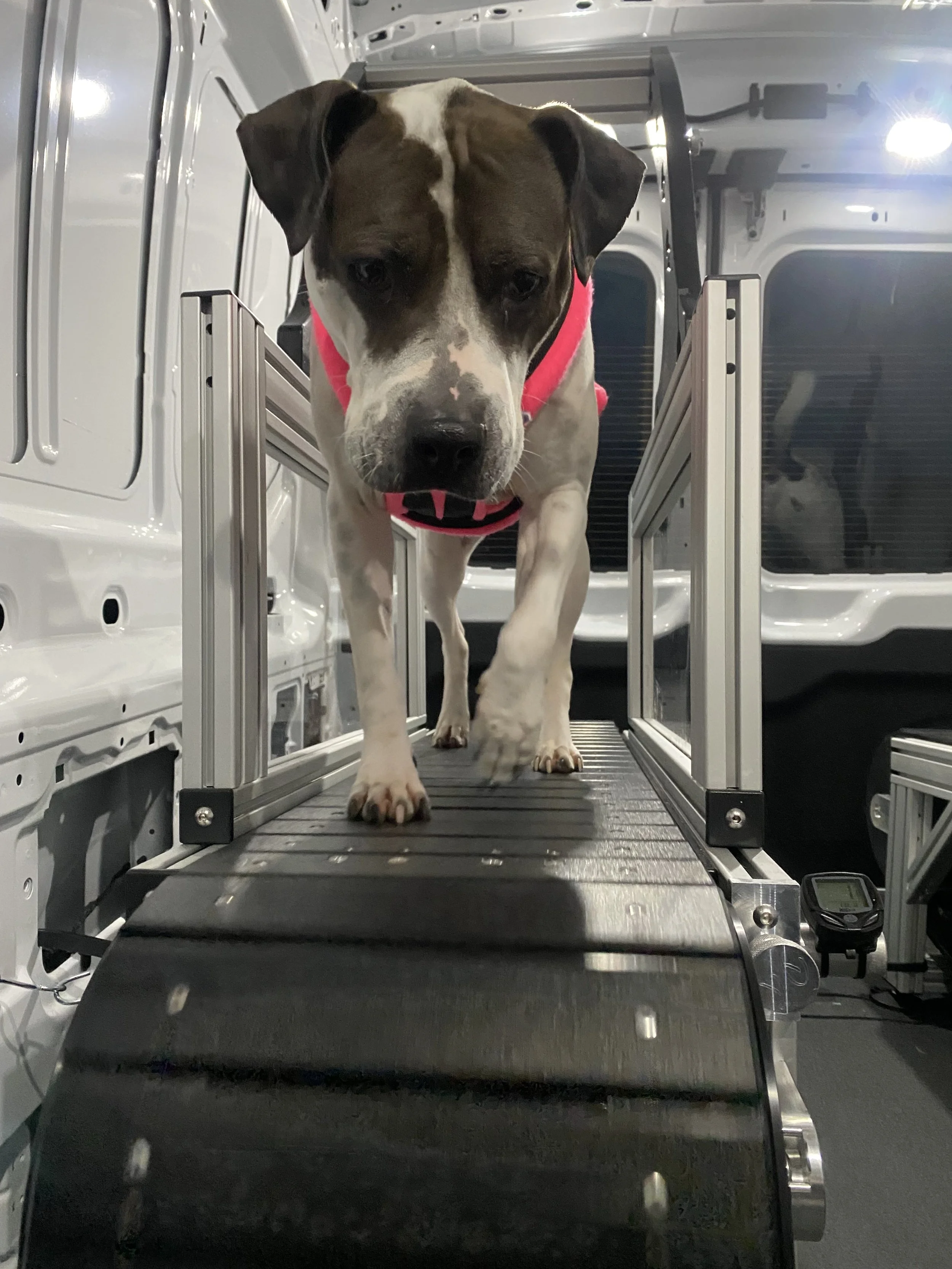 A dog walking inside a vehicle with a ramp, wearing a pink harness, with a black nose and attentive expression.
