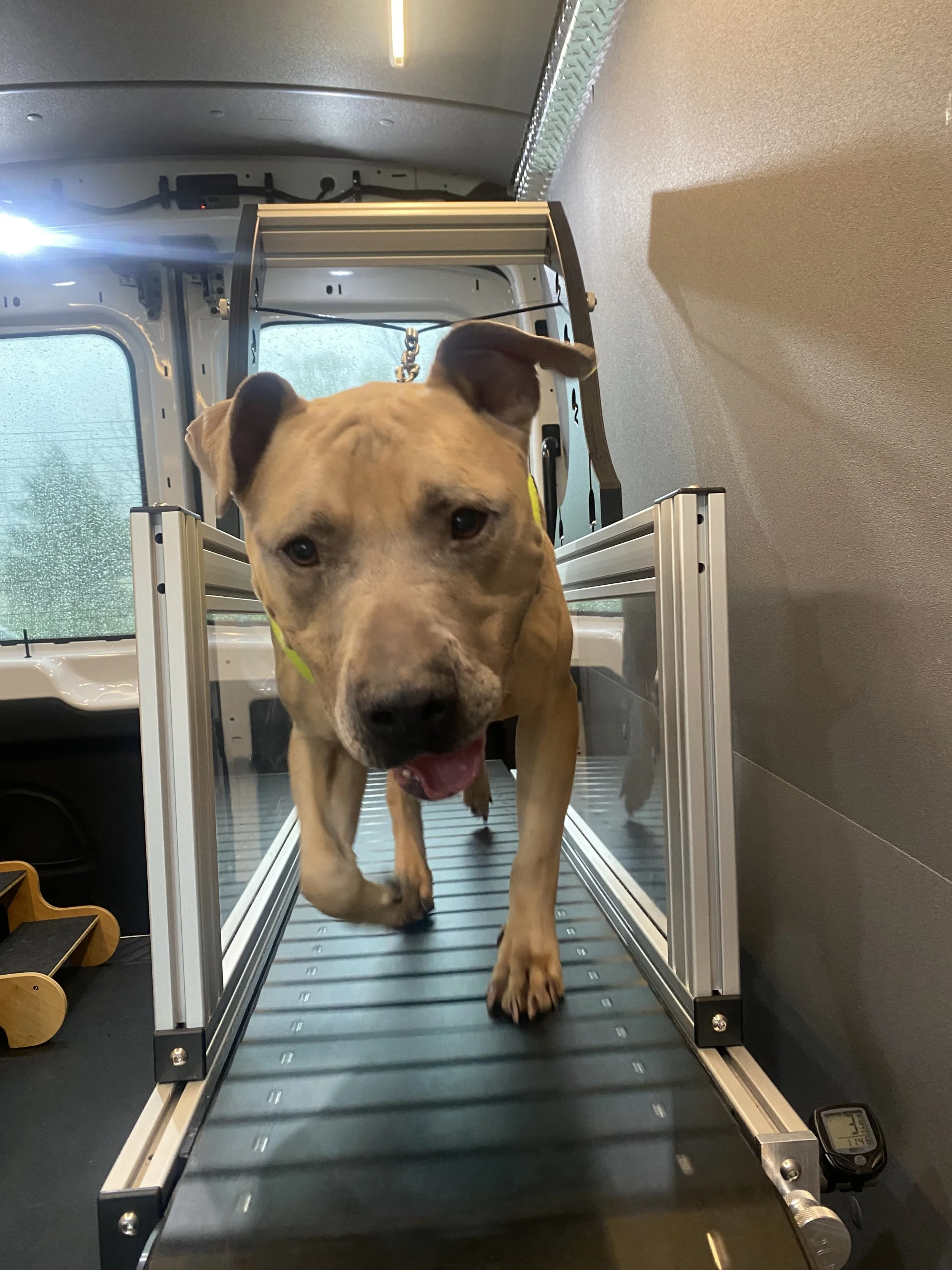 A dog walking on a treadmill inside a vehicle, with rain visible through the window in the background.