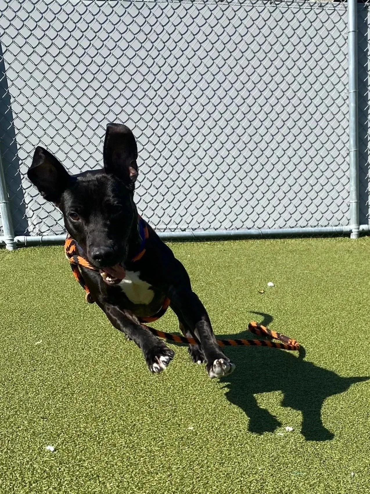Black dog with a white patch on its chest, mid-air while playing with an orange and black striped rope on a green surface near a chain-link fence.