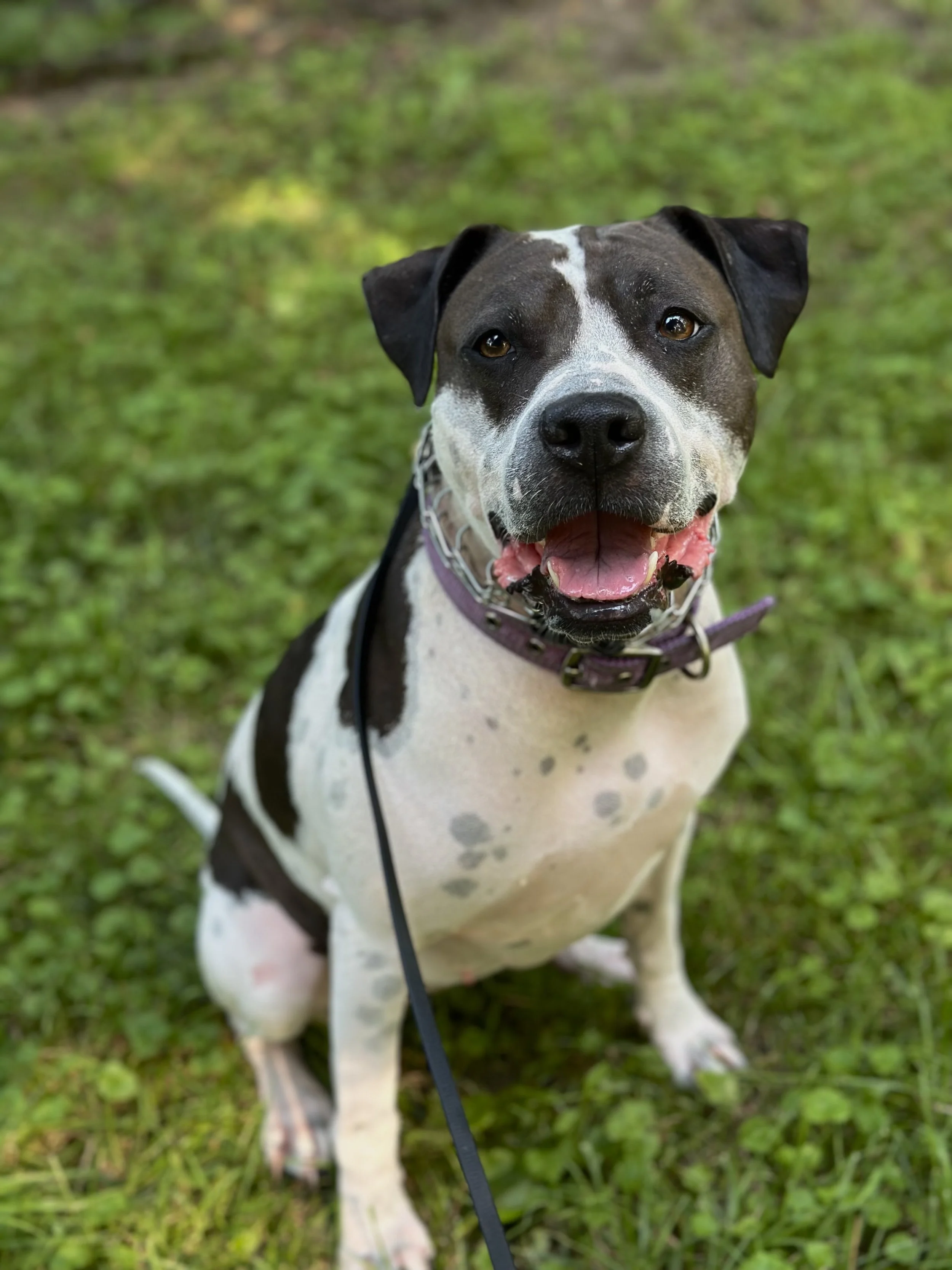 A happy dog with black and white fur sitting on grass, wearing a purple collar with a leash attached, and looking at the camera with its tongue slightly out.