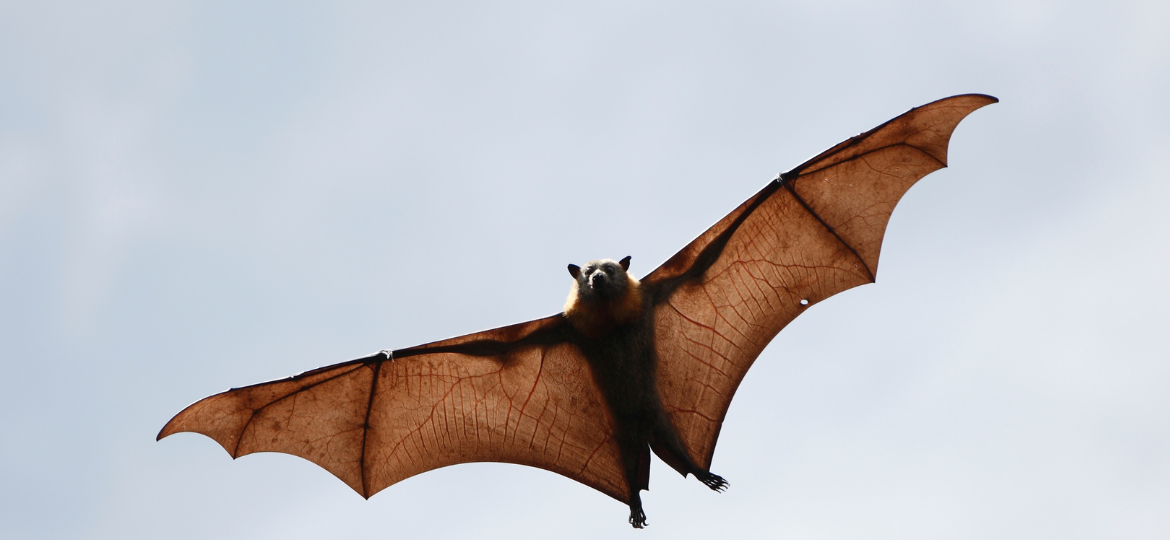 The ecology and conservation of the threatened large-eared pied bat (Chalinolobus dwyeri)