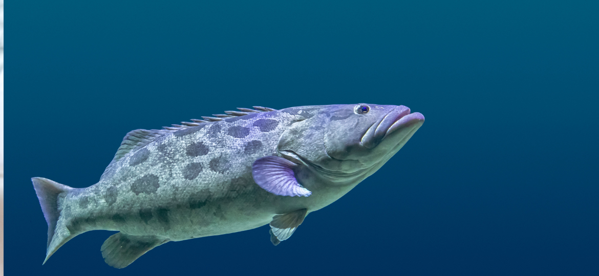 Building the foundation of a selective breeding program in Giant grouper, Epinephelus lanceolatus