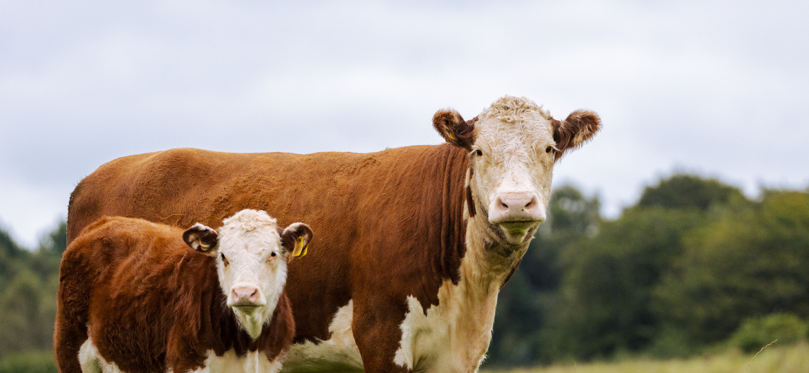 Predicting Livestock Weight Gain: Leveraging Machine Learning to Improve Productivity for Australian Producers